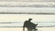 Dog Fetching Stick