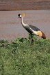 Foto: CrestedCrane CrestedCrane
