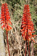 fleurs aloe vera