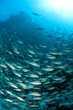 Récif et banc de poissons, mer Rouge