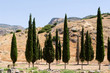 Mountain landscape with evergreen Cypress trees