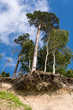 A Global warming . Eroded dunes of the Baltic Sea.