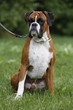Sitting boxer male Sitting boxer male
