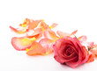 Foto: Rosen #12 Rosen #12