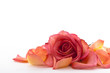 Foto: Rosen #13 Rosen #13