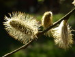Weidenkätzchen, Frühling