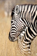 Zebras
