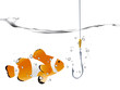 Clown fish