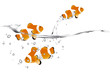 Clown fish