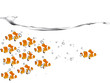 Clown fish