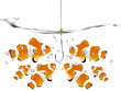 Clown fish