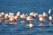 Flamants Roses