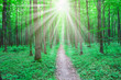 summer nature