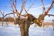 wein in wien stammersdorf wein in wien stammersdorf
