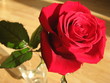 Red rose