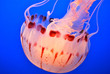 Jellyfish Jellyfish