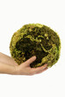 pianeta verde