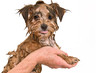 Maltese Yorkie Mix Puppy Getting a Bath Maltese Yorkie Mix Puppy Getting a Bath