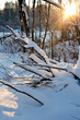 winter landscape with sun rays