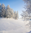 winter forest and lake winter forest and lake