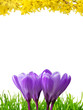Rahmen aus Frühlingsblumen und Gras