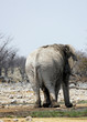 afrikanischer Elefant