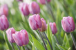 Pink tulips