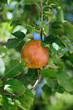 Pomme