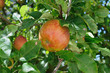 Pomme