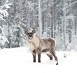 reindeer