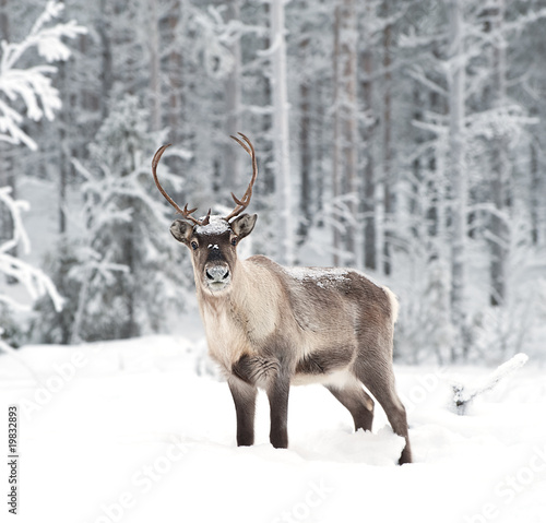 Foto: reindeer reindeer