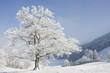grosser baum im winter