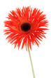 Red beautiful gerbera Red beautiful gerbera