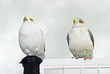 Two fat seagulls sitting on windowf rame