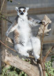 Ring Tailed Lemur Sitting on a branch sunbathing Ring Tailed Lemur Sitting on a branch sunbathing