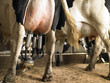 Milking Cows