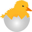 vector - newly hatched gosling in egg