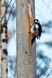 The Great Spotted Woodpecker (Dendrocopos major) in Winter The Great Spotted Woodpecker (Dendrocopos major) in Winter