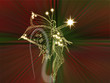 Foto: Elfe Elfe