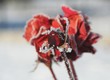 Flowering red rose frozen in winter time