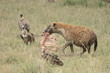 Foto: hyena01 hyena01