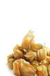 Physalis