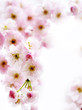 Soft pink cherry tree blossom Soft pink cherry tree blossom