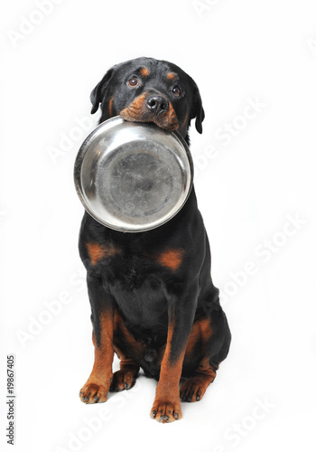 chien reclamant sa nourriture