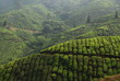 Plantation de thé Plantation de thé