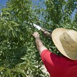 Farmer cuts back Olive tree in Murcia