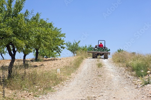 Photo: Farmer drives tractor on hillside with olive grove Farmer drives tractor on hillside with olive grove