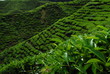Plantation de thé