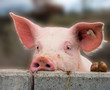 Cute young pig