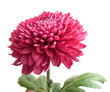 chrysanthemum